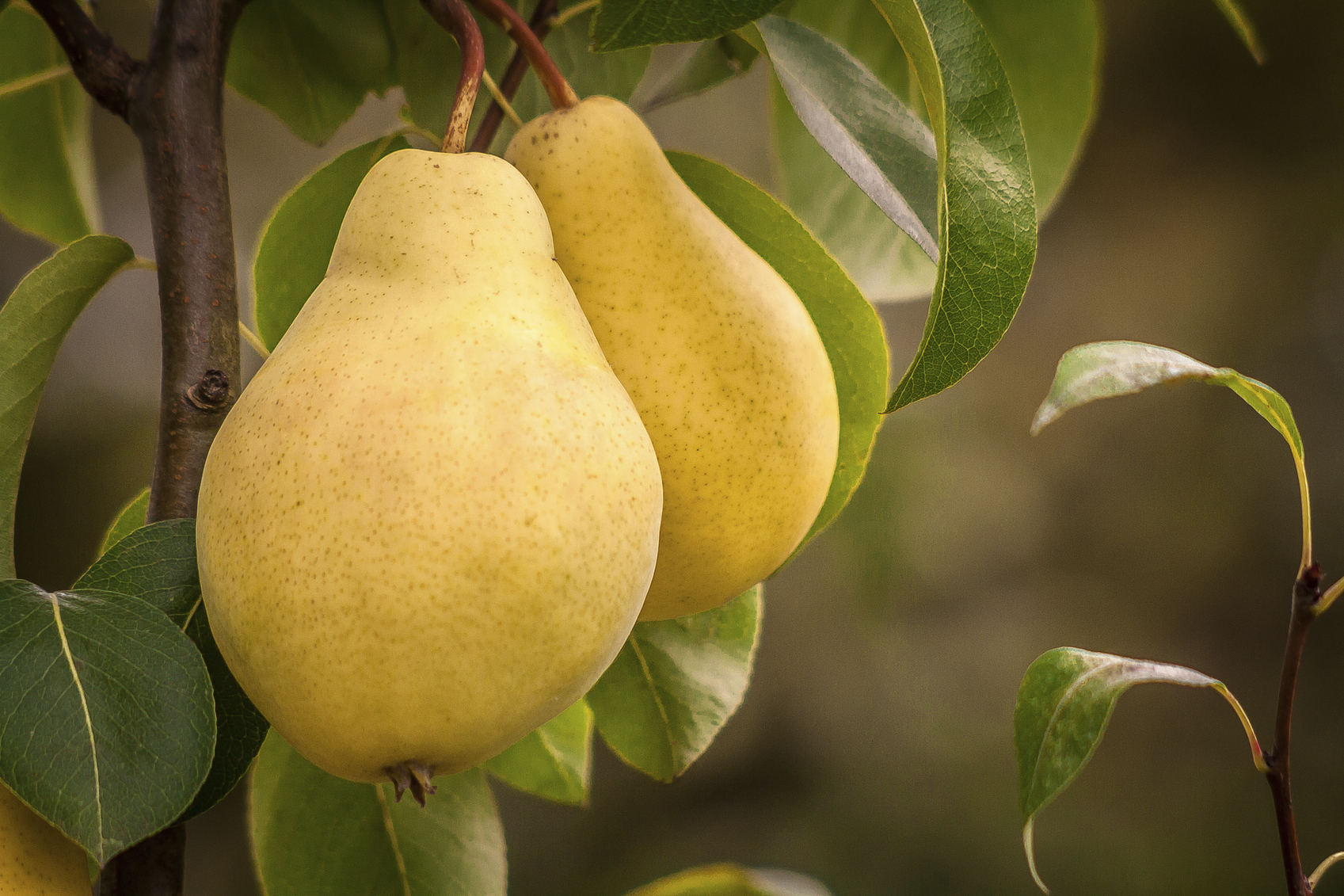 pear-grower