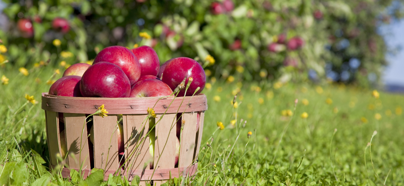 apple basket