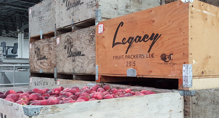 legacy-fruit-packing-line