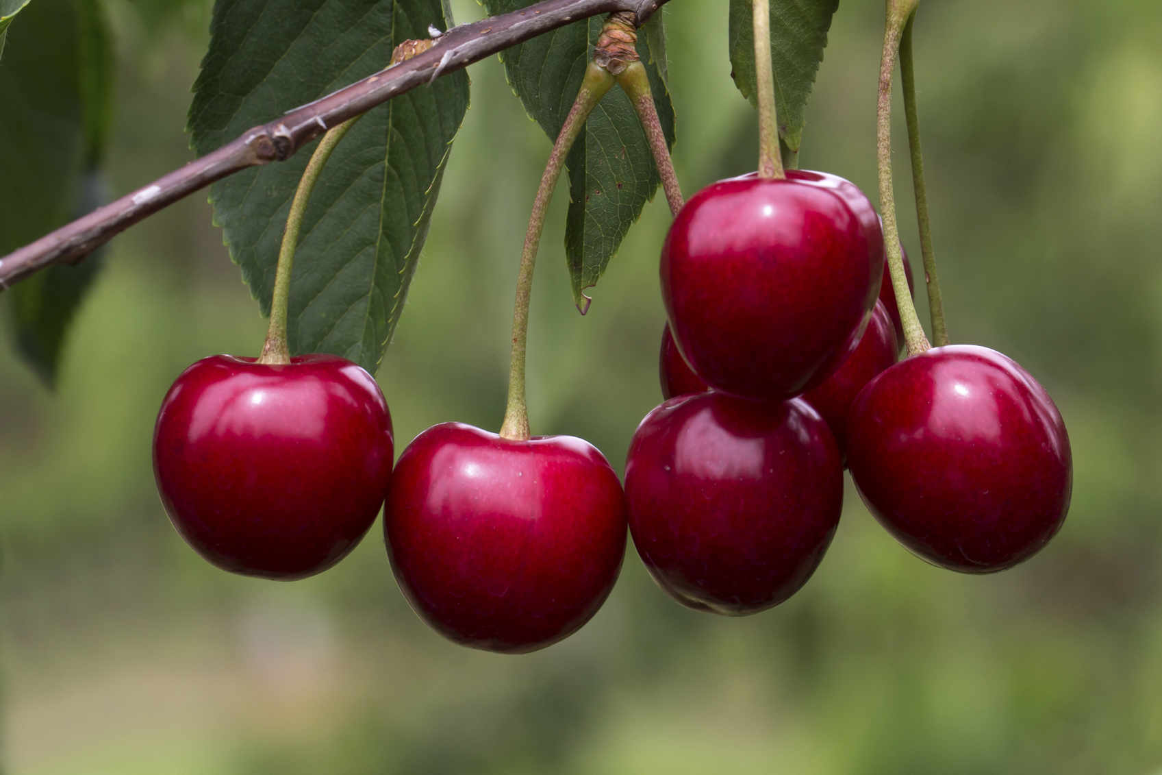 cherry-grower