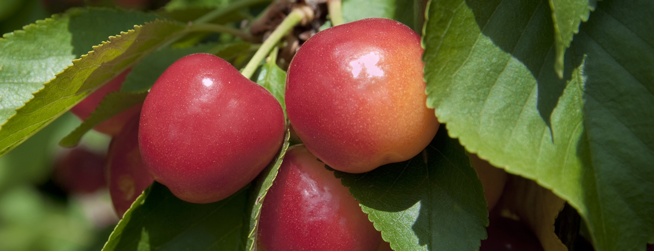 rainier-cherry-supplier