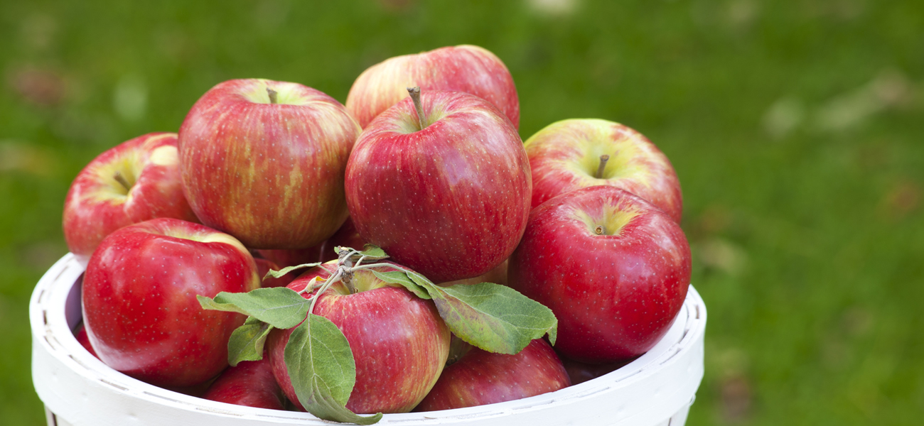 honeycrisp apples