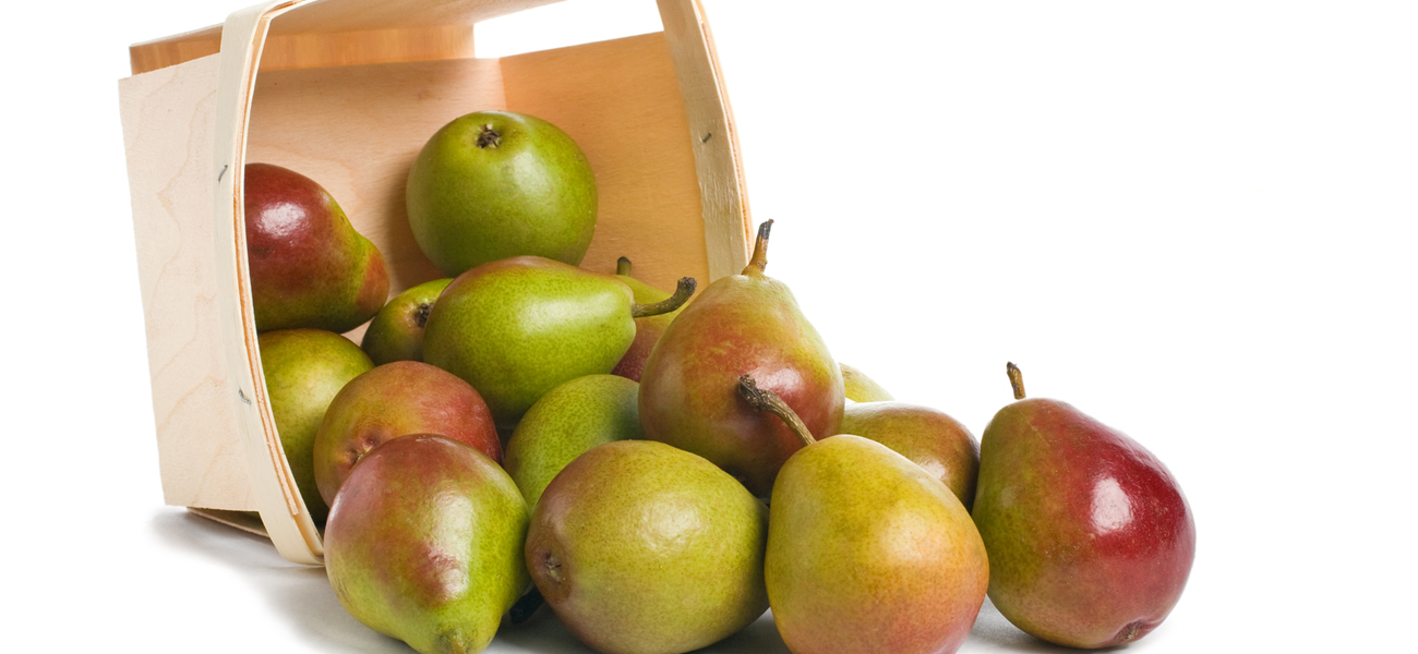 seckel-pear-supplier