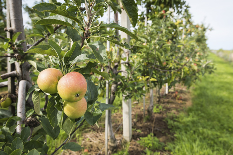 apple-trellis-system