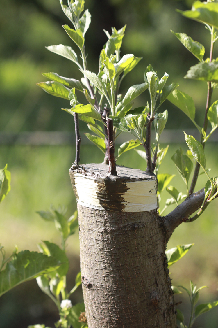 grafting-apple-trees