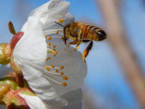 bees pollinating fruit tree