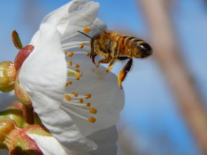 bees pollinating fruit tree