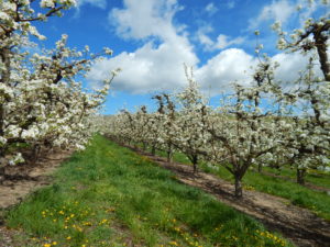 cherry bloom